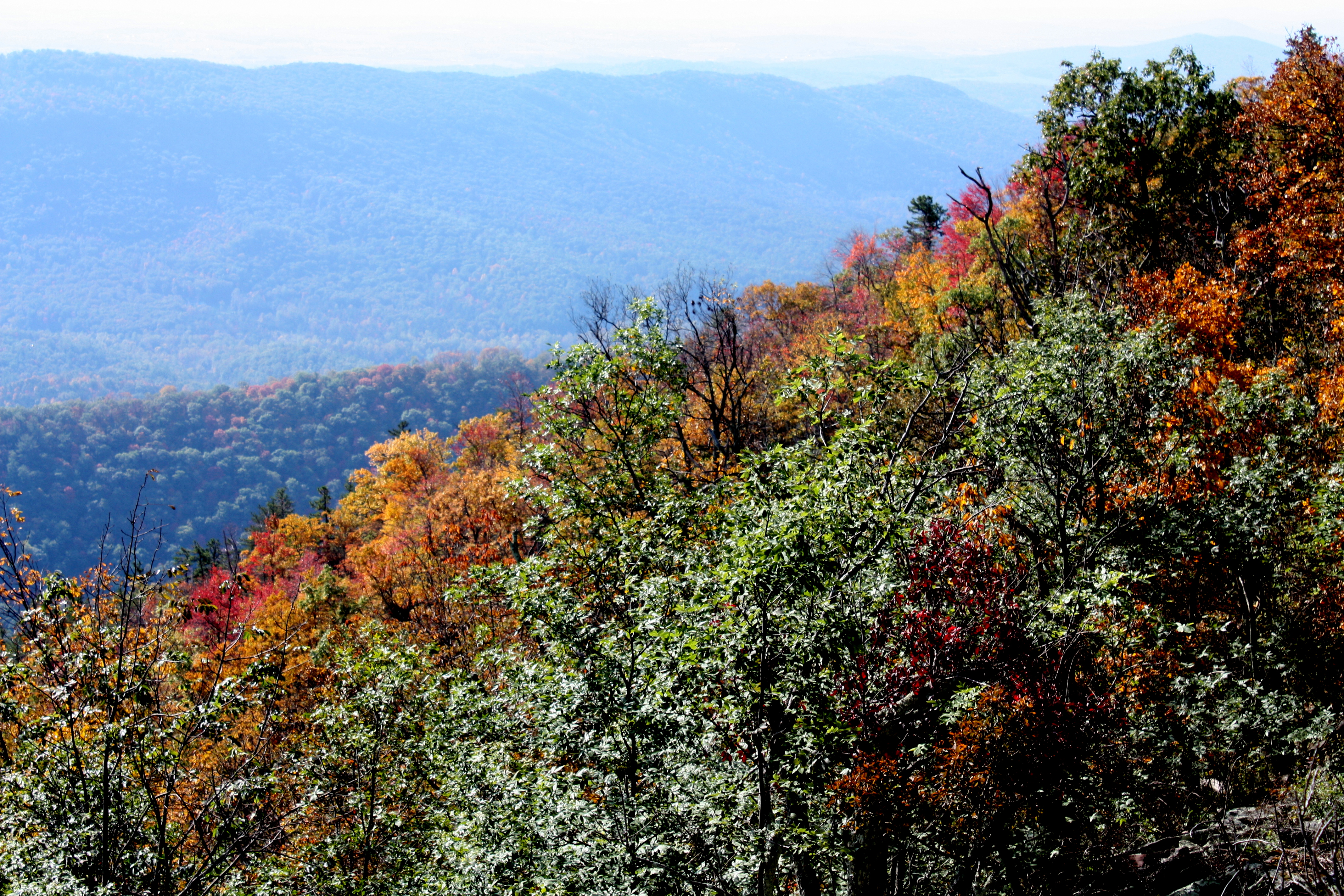 fall colors on a mountainside